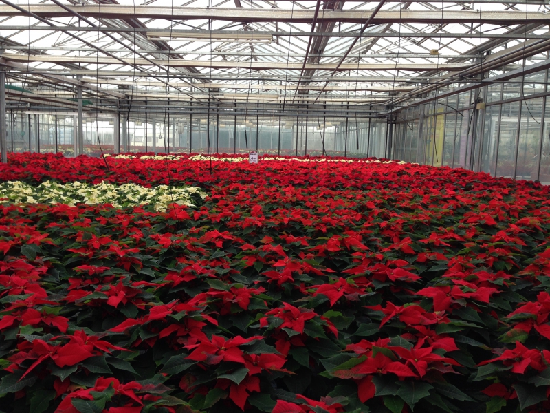 pepiniere-BARGEMON-min_poinsettia-210023